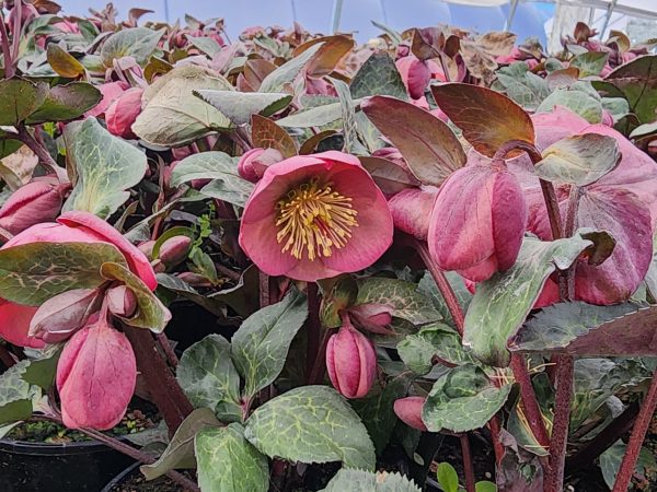 Helleborus