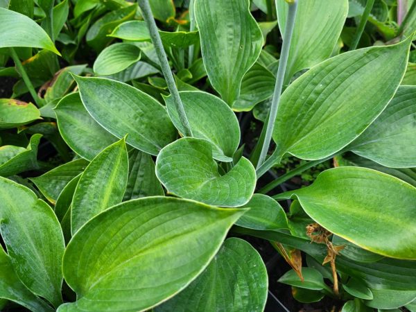 Hosta