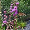 Liatris aspera