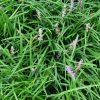 Liriope - Image 2