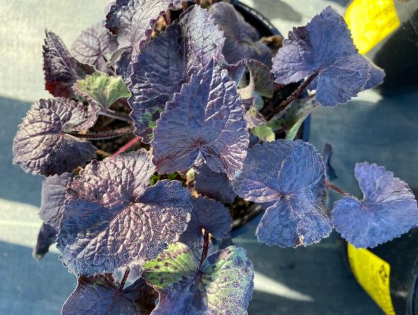 Lunaria