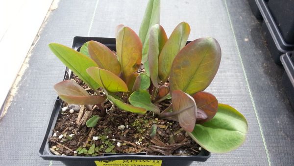 Mertensia virginica