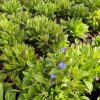 Myosotis - Image 2