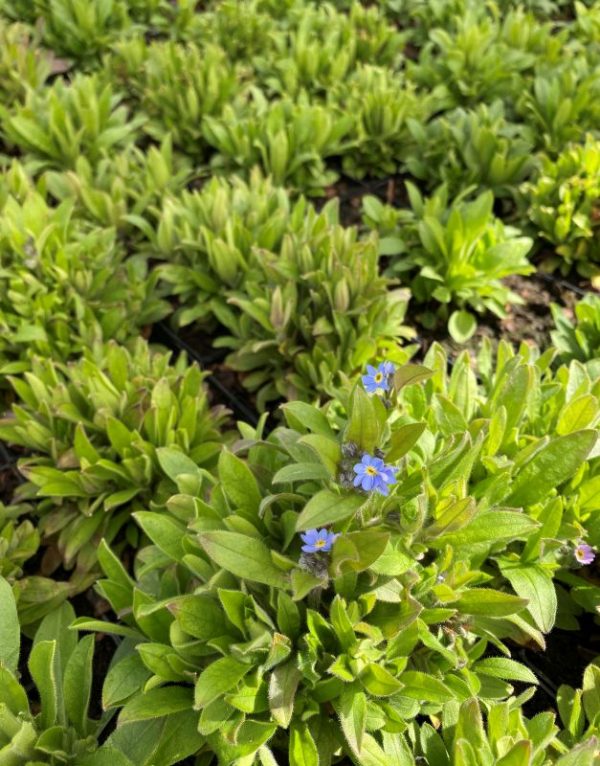 Myosotis - Image 2