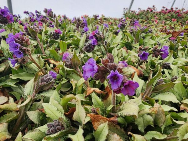 Pulmonaria