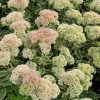 Sedum