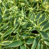 Sedum - Image 2