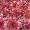 Sempervivum