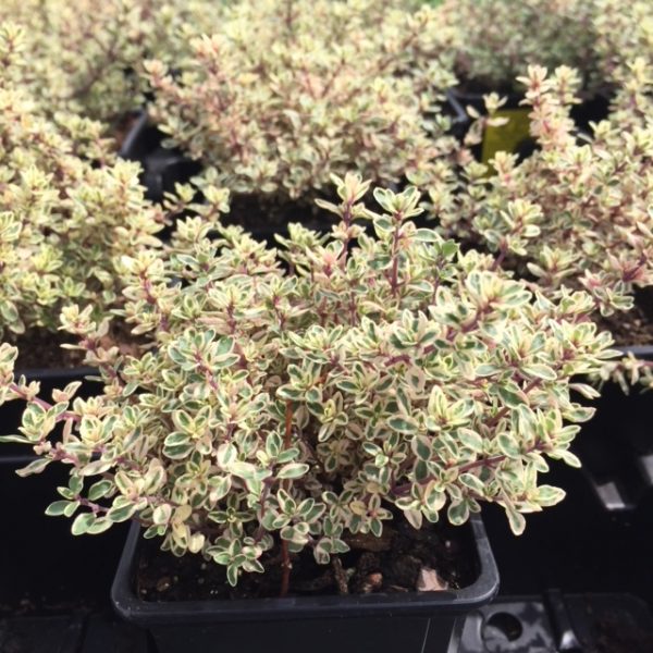 Thymus