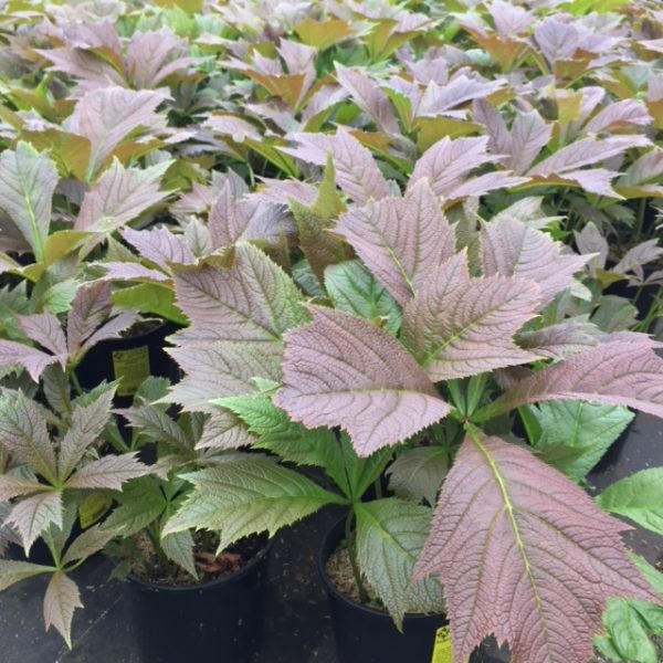 Rodgersia podophylla
