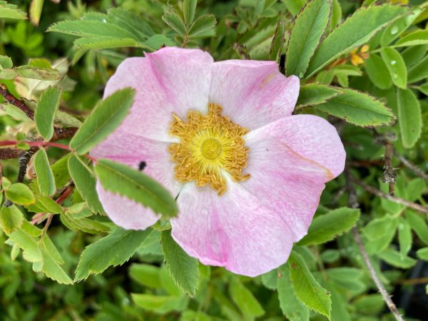 Rosa palustris