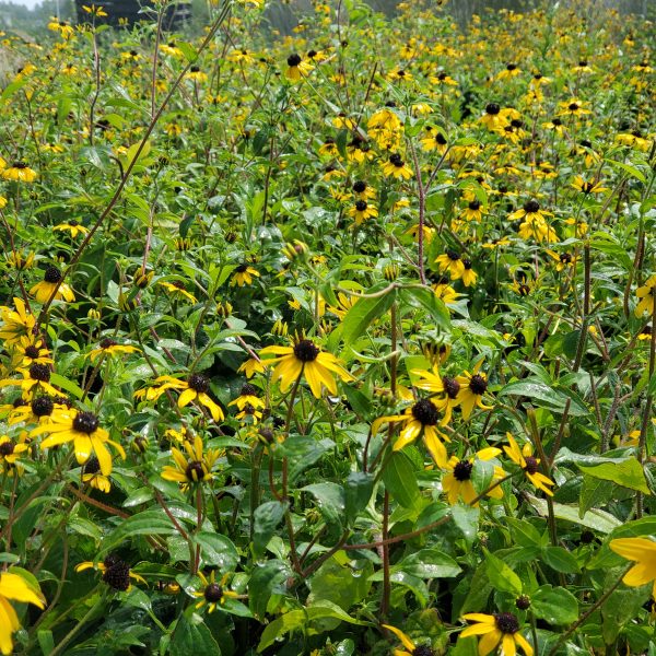 Rudbeckia triloba - Image 2