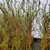 Salix