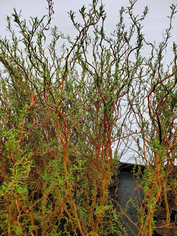Salix