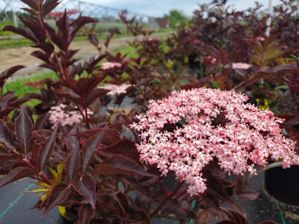 Sambucus