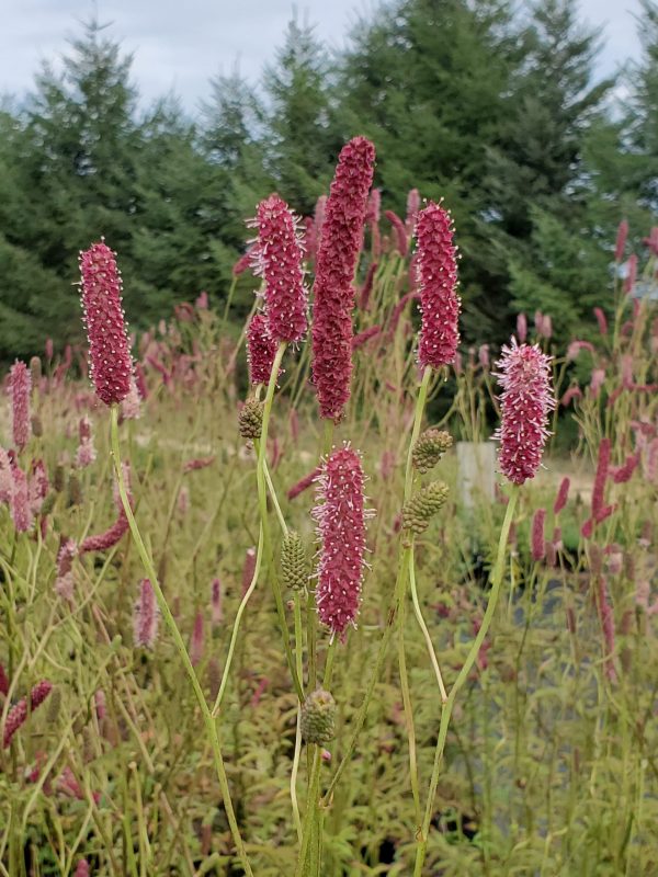Sanguisorba