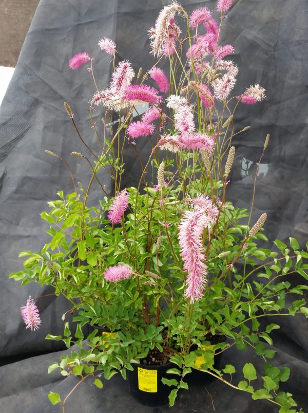 Sanguisorba obtusa