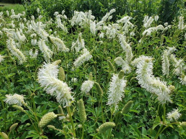 Sanguisorba obtusa