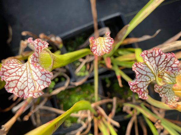 Sarracenia