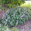 Scutellaria serrata