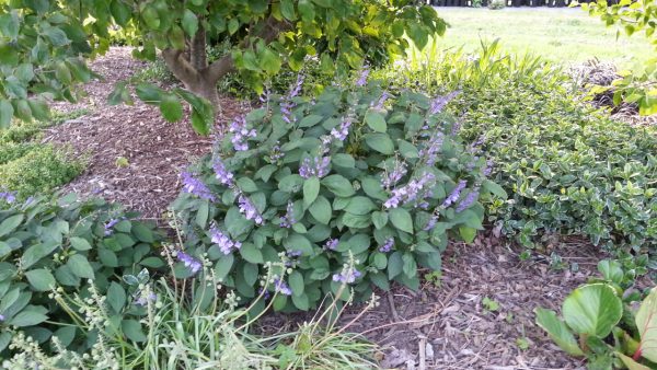 Scutellaria serrata