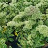 Sedum - Image 3