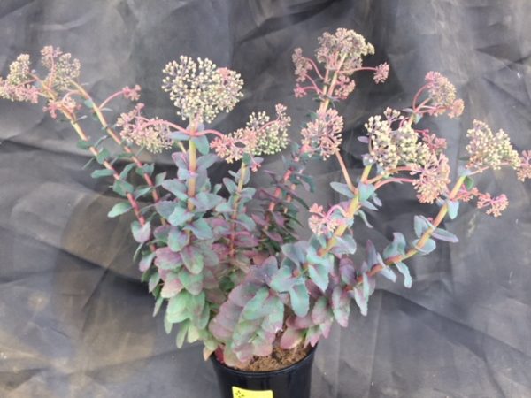 Sedum - Image 2