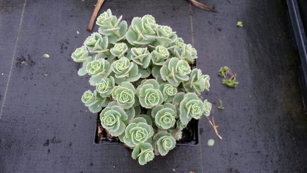 Sedum sieboldii