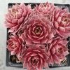 Sempervivum - Image 2