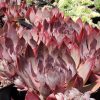 Sempervivum