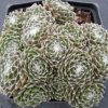 Sempervivum - Image 2