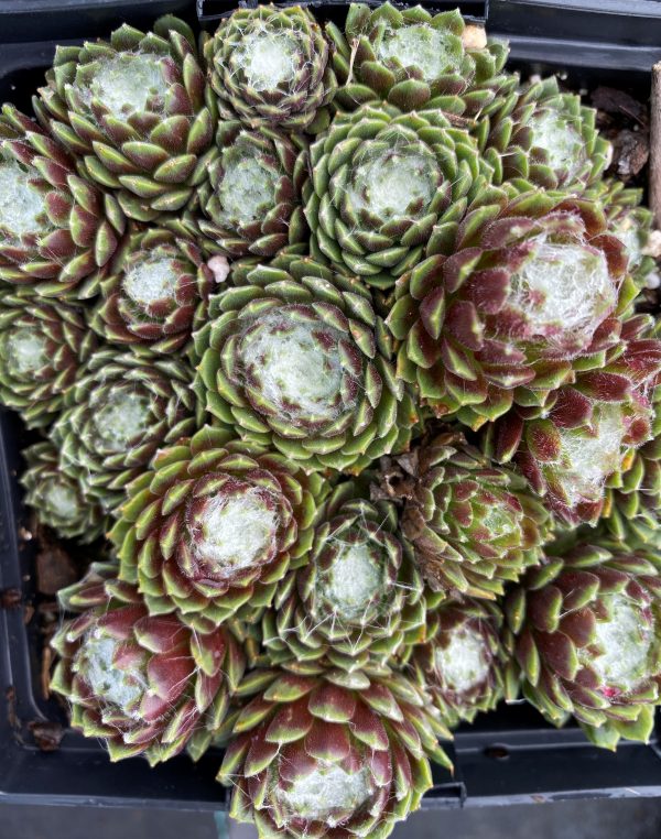Sempervivum