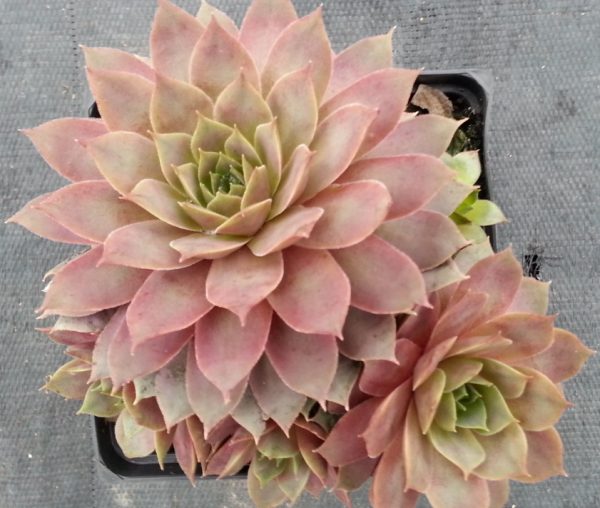 Sempervivum