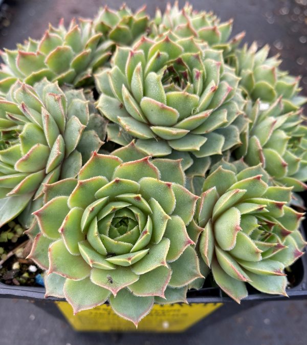 Sempervivum