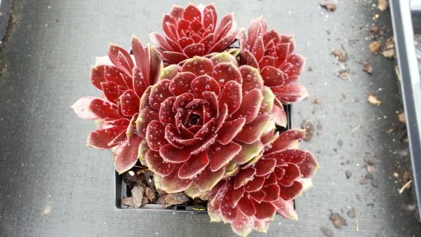 Sempervivum