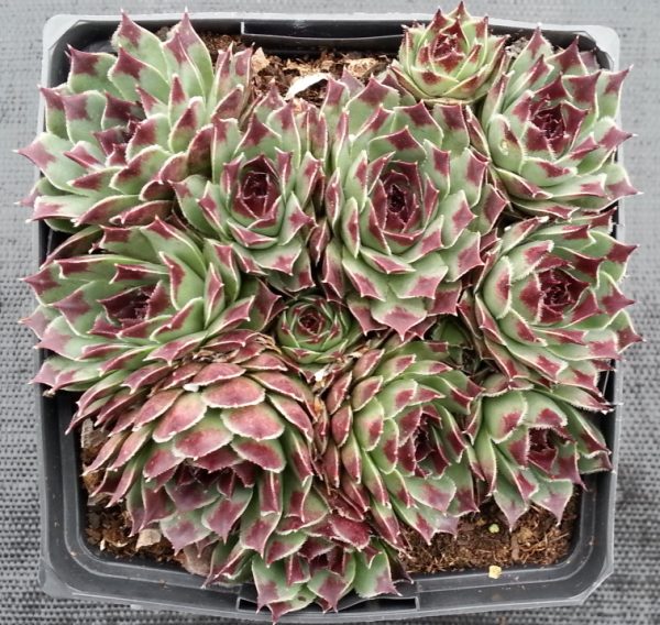 Sempervivum