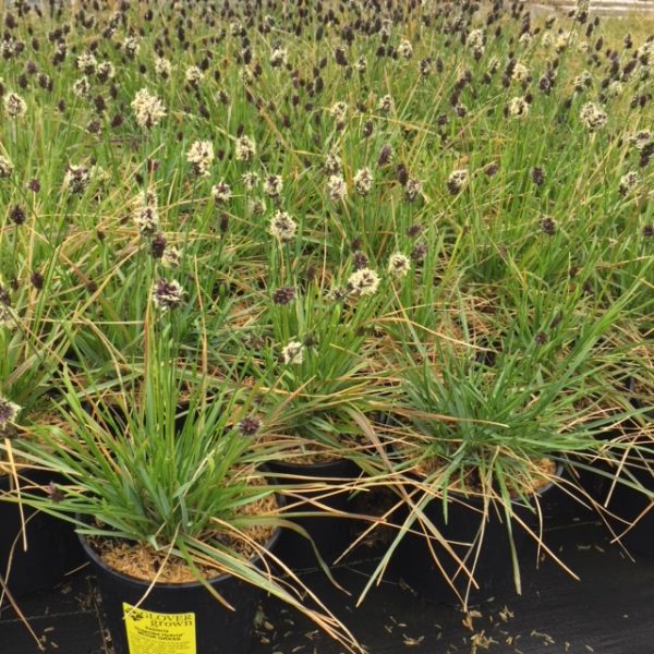 Sesleria heufleriana