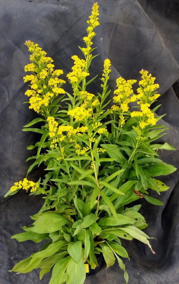 Solidago sempervirens