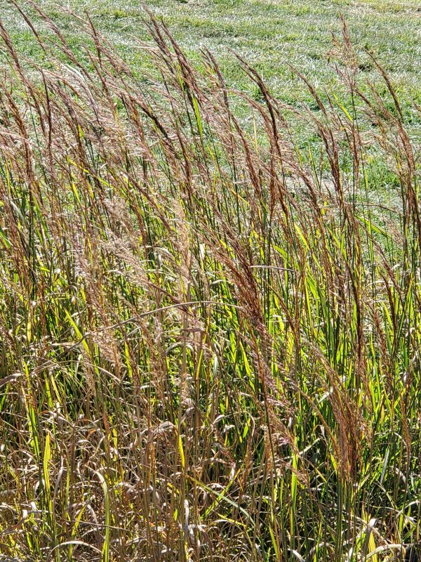 Sorghastrum nutans