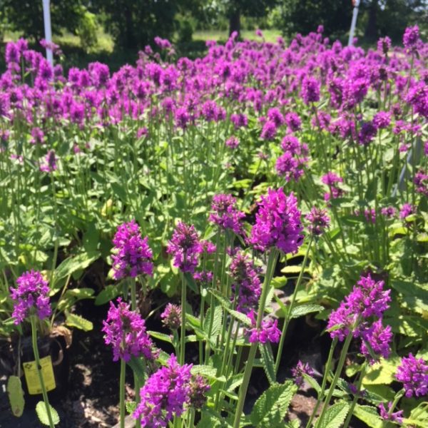 Stachys officinalis