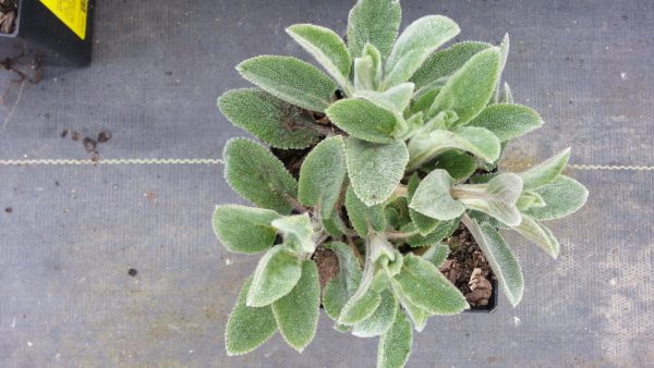 Stachys