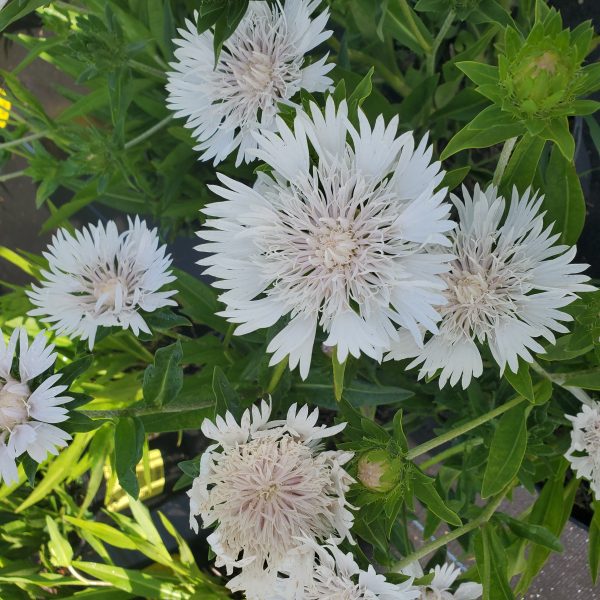 Stokesia