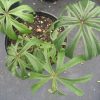 Syneilesis aconitifolia