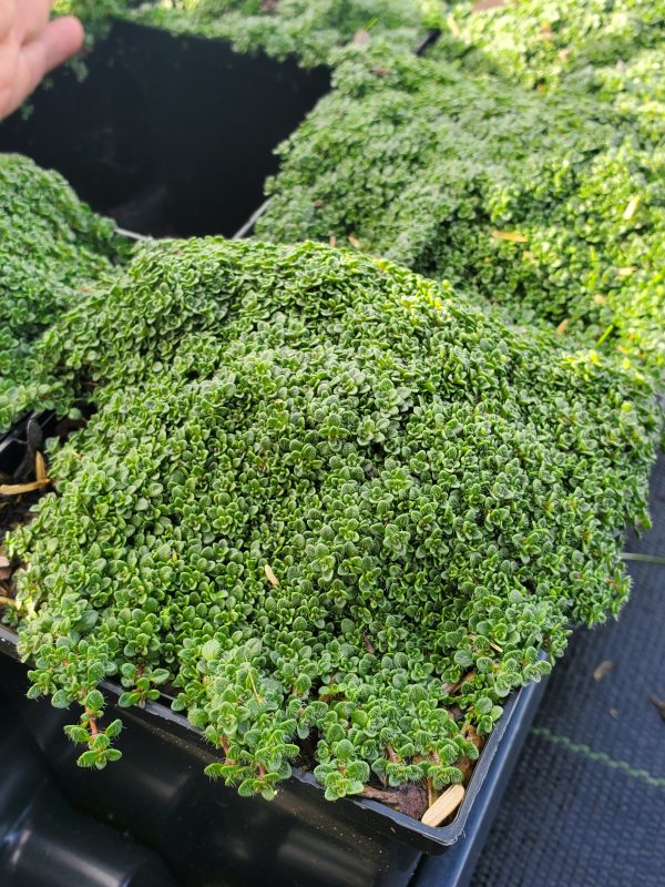 Thymus