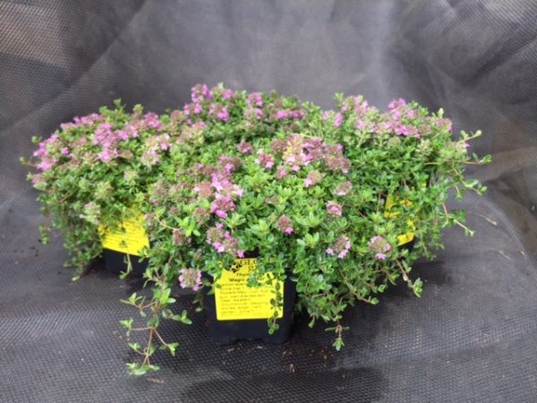 Thymus