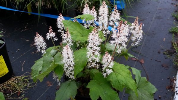 Tiarella cordifolia var. wherryi