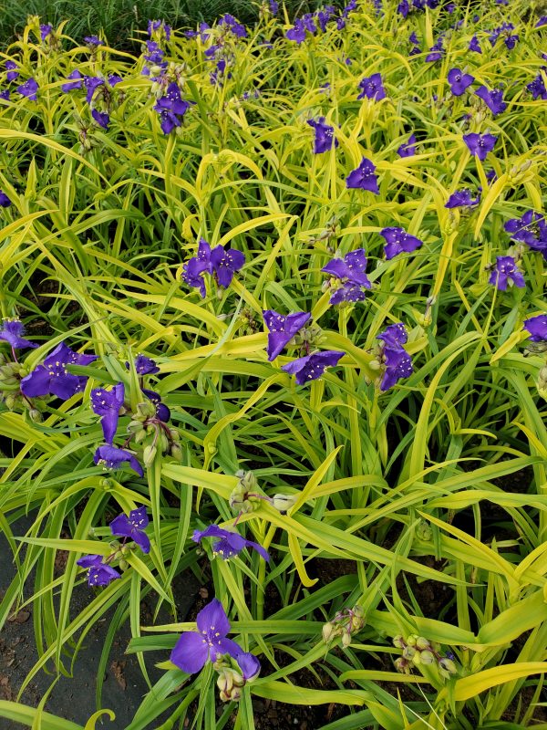 Tradescantia