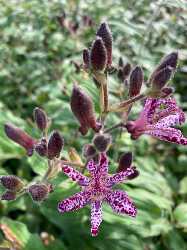 Tricyrtis