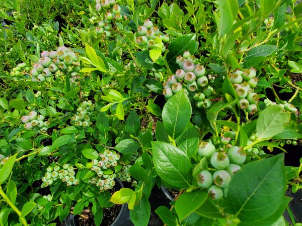Vaccinium