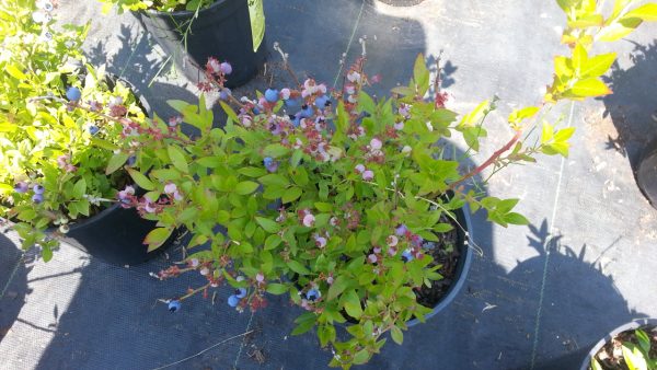 Vaccinium